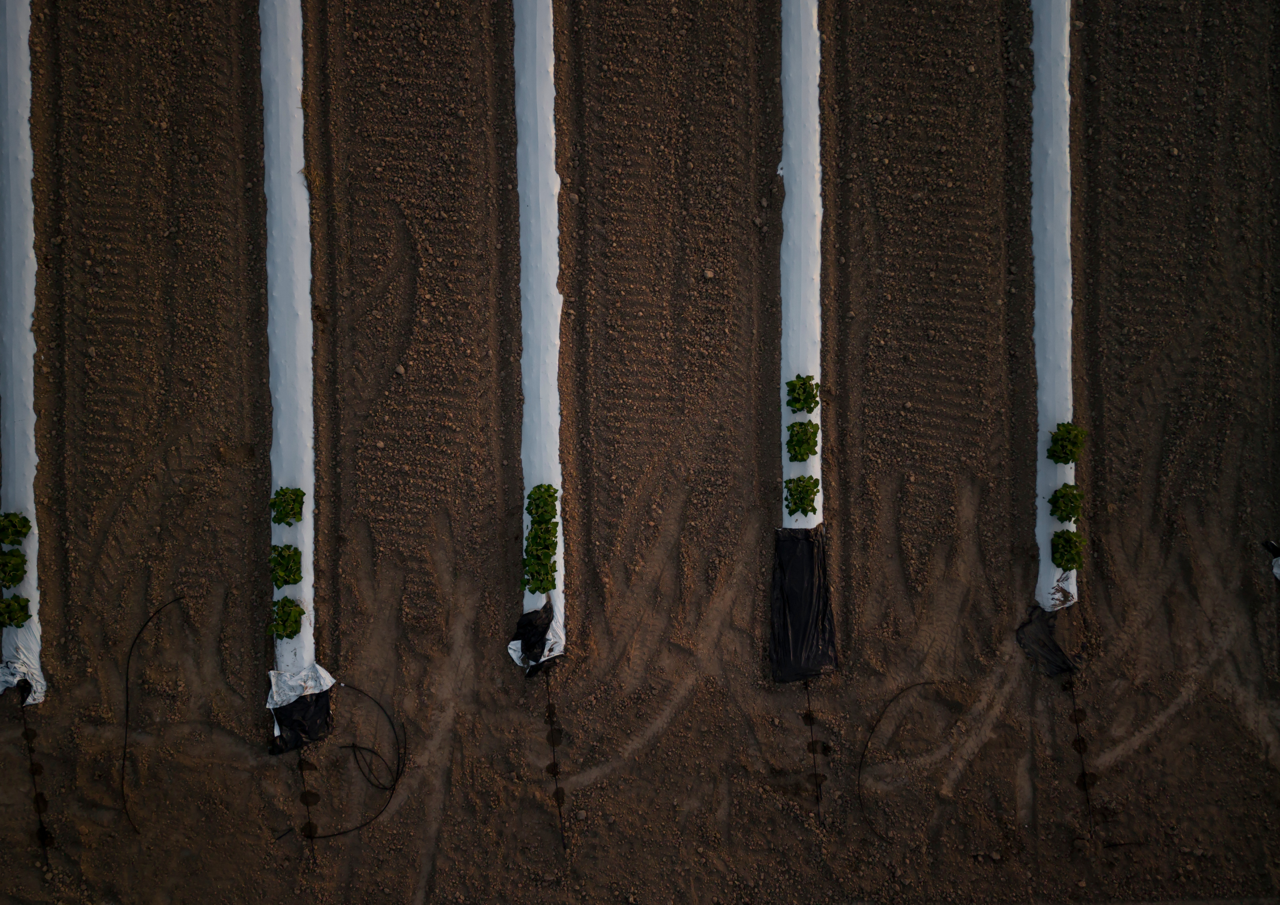 How Carbon Offset Projects Help Businesses Support Their ESG and Tax Strategy