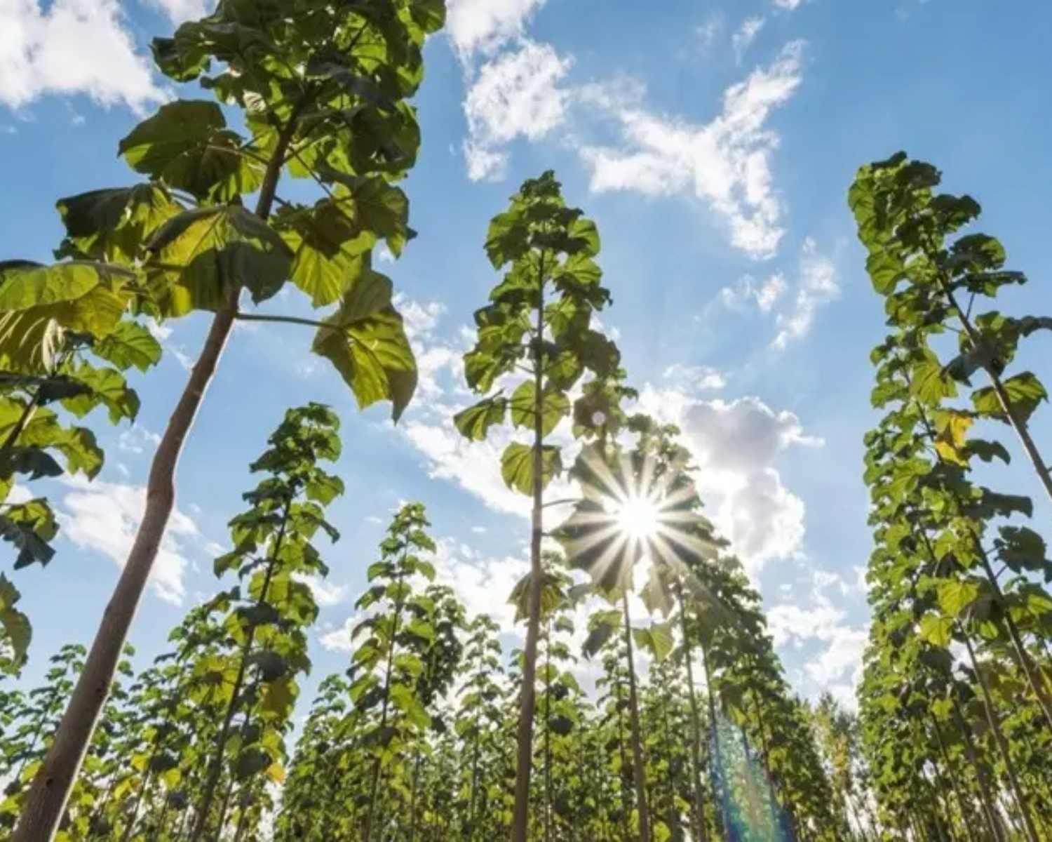 Kiri Trees: The Fastest-Growing Hardwood for Sustainable Tree Investment