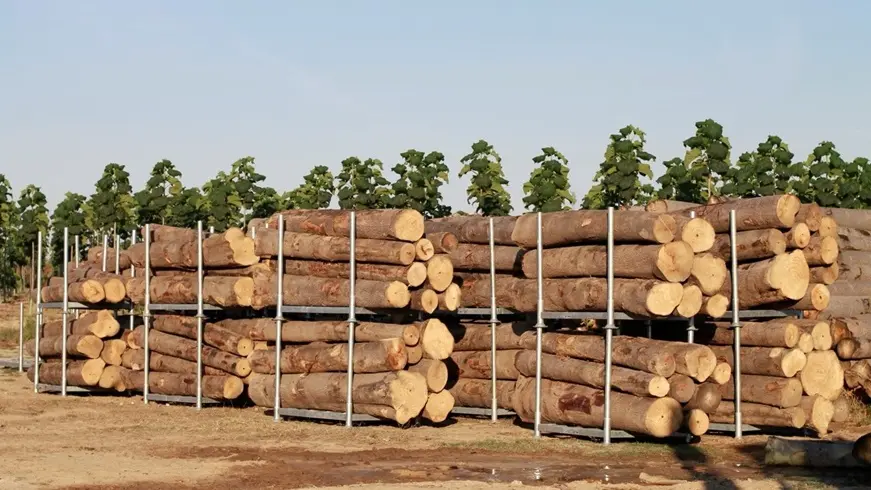 How Can Companies Offset Their Carbon Emissions Sustainably with Tree Investments?