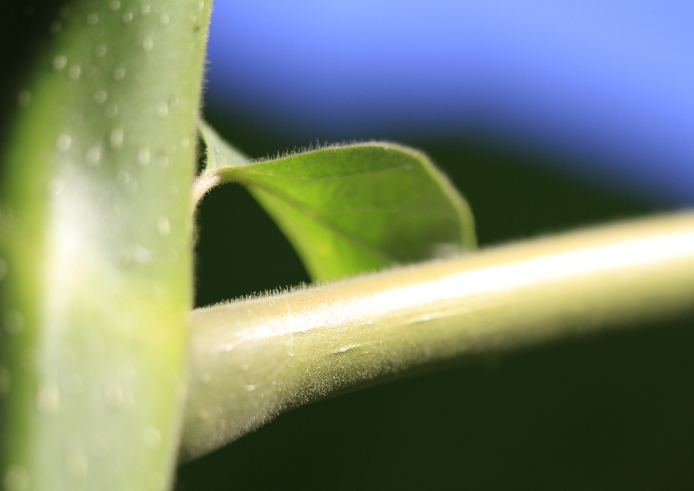 Want to Invest in Trees? Here's What Every First-Time Investor Should Know
